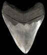 Serrated, Megalodon Tooth - Venice, Florida #46451-2